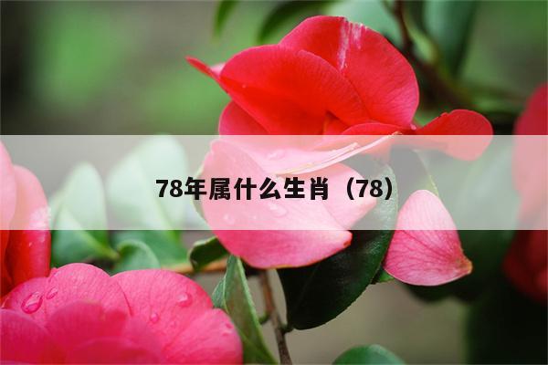 78年属什么生肖（78）